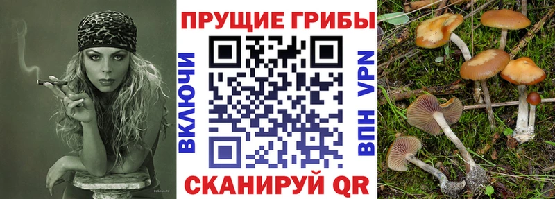 где найти наркотики  мориарти официальный сайт  Псилоцибиновые грибы Psilocybine cubensis  Находка 